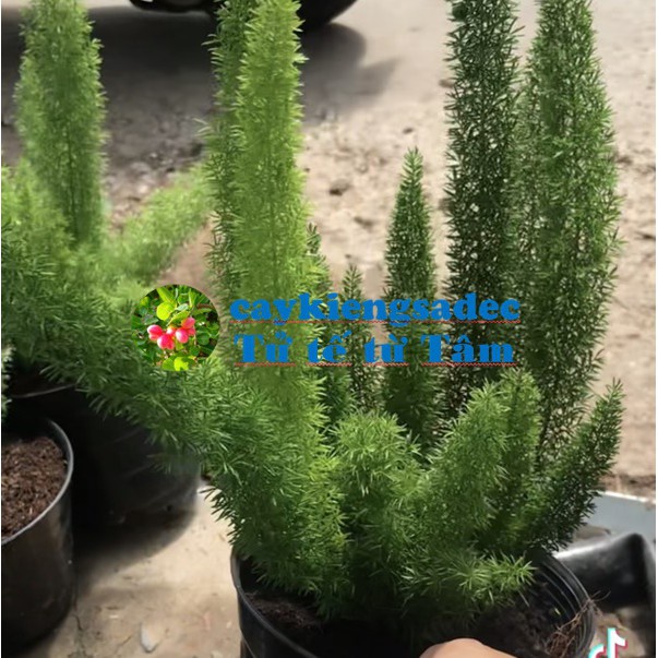 Caykiengsadec - Cây đuôi chồn - tặng phân bón-hoa kiểng lá-trang trí cảnh quan sân vườn ngoài trời