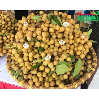 [NOWSHIP]  Nhãn bắc cơm dày, ngọt thơm (1kg-3kg)
