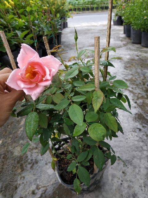 Cây giống hoa Hồng Nữ Hoàng size bầu nhỏ - Vựa Kiểng Sa Đéc - VuasKiengSaDec