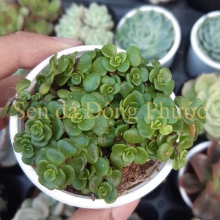 Sen đá sedum vây cá size bầu -  Sen Đá xương rồng cây phong thuỷ văn phòng đẹp