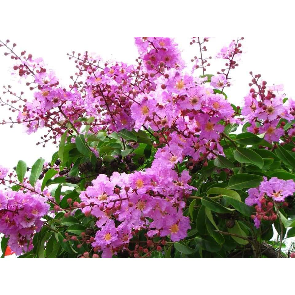 Cây giống bằng lăng - Cây trong bầu