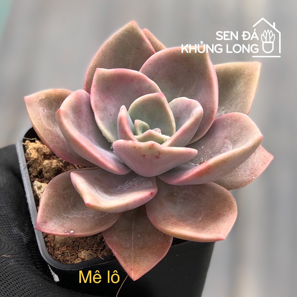 Sen đá Mê lô - graptoveria albert baynes