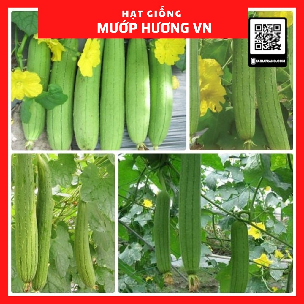 Hạt giống mướp hương Việt Nam siêu thơm - Sản phẩm trồng thử tập làm vườn cùng Tạ Gia Trang