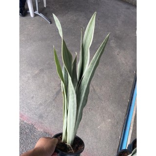 [ XẢ - CẮT LỖ] lưỡi hổ Bạc Siam Sliver