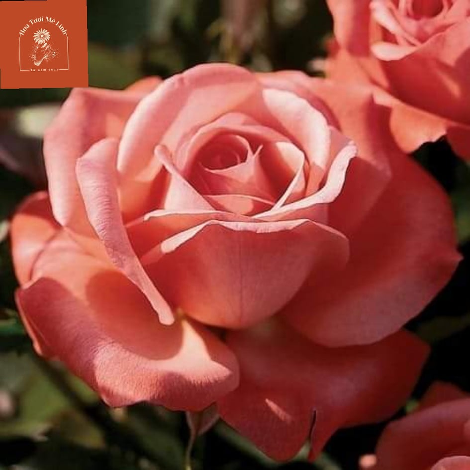 Hoa hồng ngoại ‘Hybrid Tea’ Đẹp Lạ Lùng -HoaTuoiMeLinh