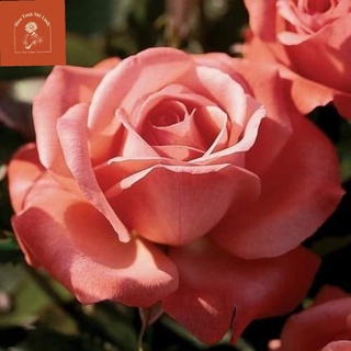 Hoa hồng ngoại ‘Hybrid Tea’ Đẹp Lạ Lùng -HoaTuoiMeLinh