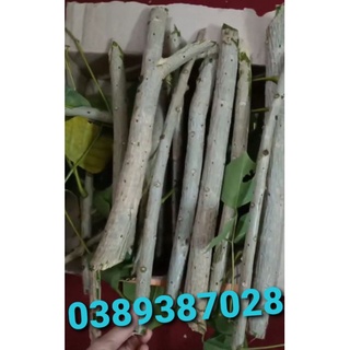 15 hom giống cây vông nem
