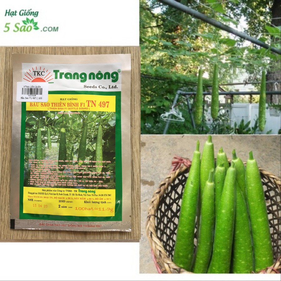 Bầu Sao F1 497 ( 100 hạt )