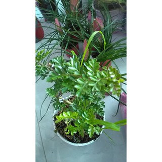 [Bonsai] Cây cần thăng bonsai