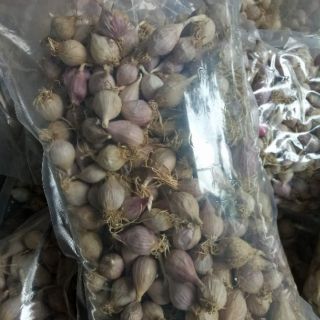 Tỏi Cô Đơn phù Yên Sơn La