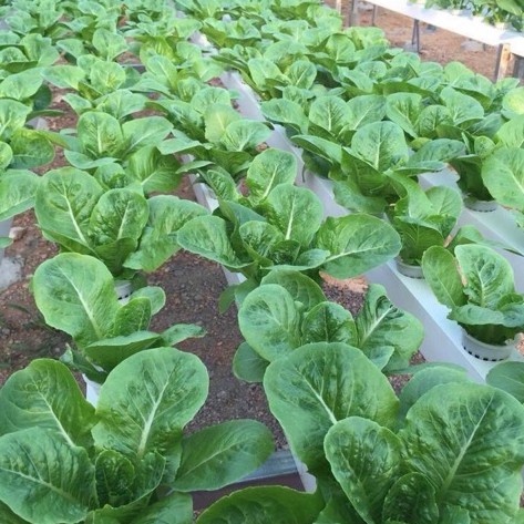 Hạt giống xà lách romaine xanh Nhập Khẩu Nguyên bao bì