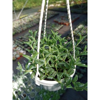 Sen đá cá heo - chậu treo