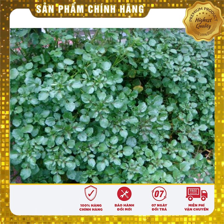 Hạt giống rau cải xoong ngọt -0.2 gr