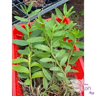 Phi điệp 5 cánh trắng Phú Thọ gieo hạt 20cm