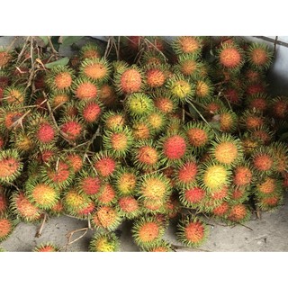[HCM- BÌNH THẠNH] - Chôm chôm (ảnh thật)