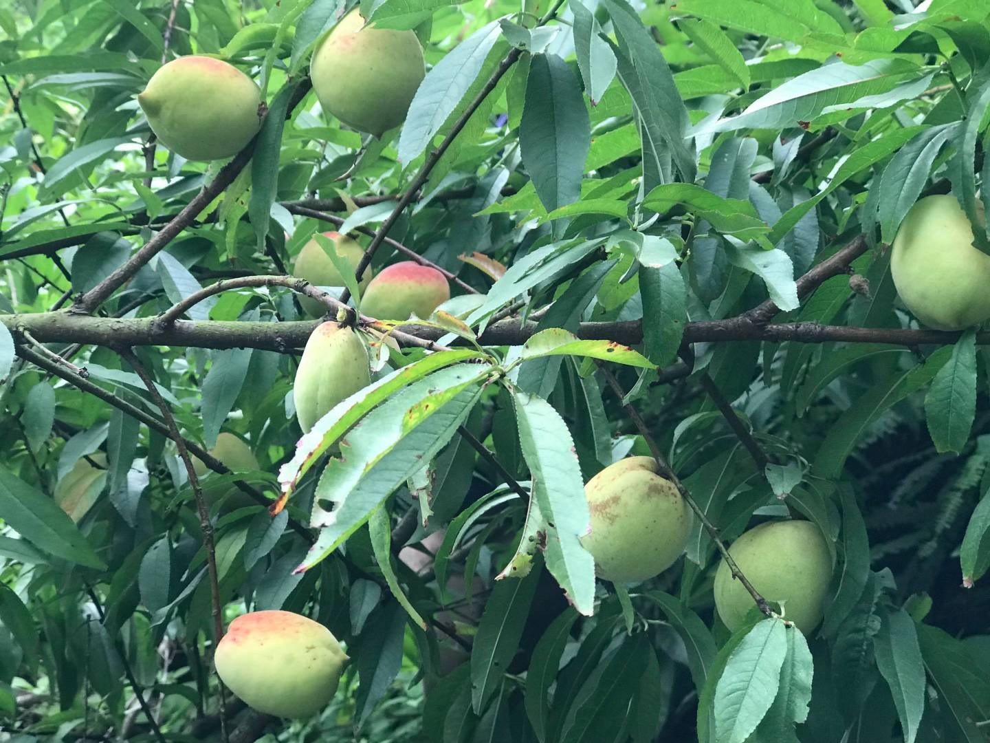 CÂY GIỐNG ĐÀO ĂN MỎ QUẠ SAPA (ĐÀO LÔNG) SIÊU NGỌT,SIÊU QUẢ-DÒNG QUẢ SỚM-CAM KẾT GIỐNG CHUẨN F1