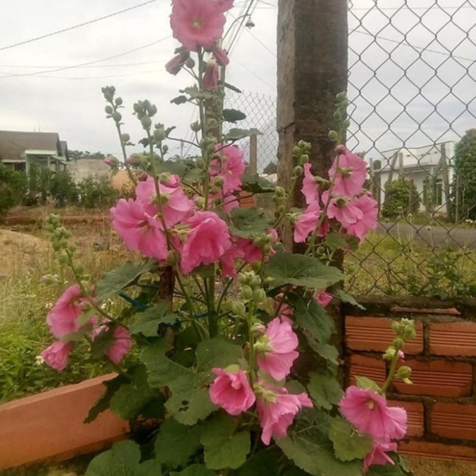 Hạt Giống Hoa Mãn Đình Hồng Mix Đủ Màu (gói 100 hạt, tặng phân)