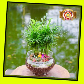 Cây cau tiểu trâm chữa bệnh viêm xoang