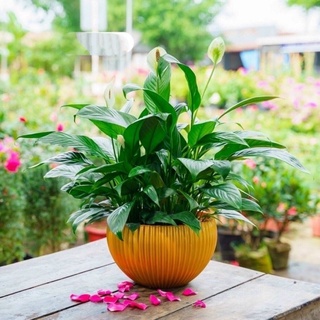 Chậu nhựa gân sọc để bàn