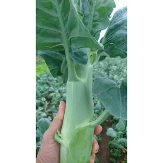 Hạt giống cải rổ thân mập, chịu nhiệt trồng nóng được