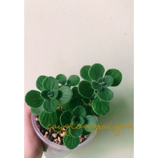 Cây Nhất Mạc Hương/ Sen Thơm