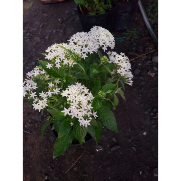 Cây hoa Diễm Châu