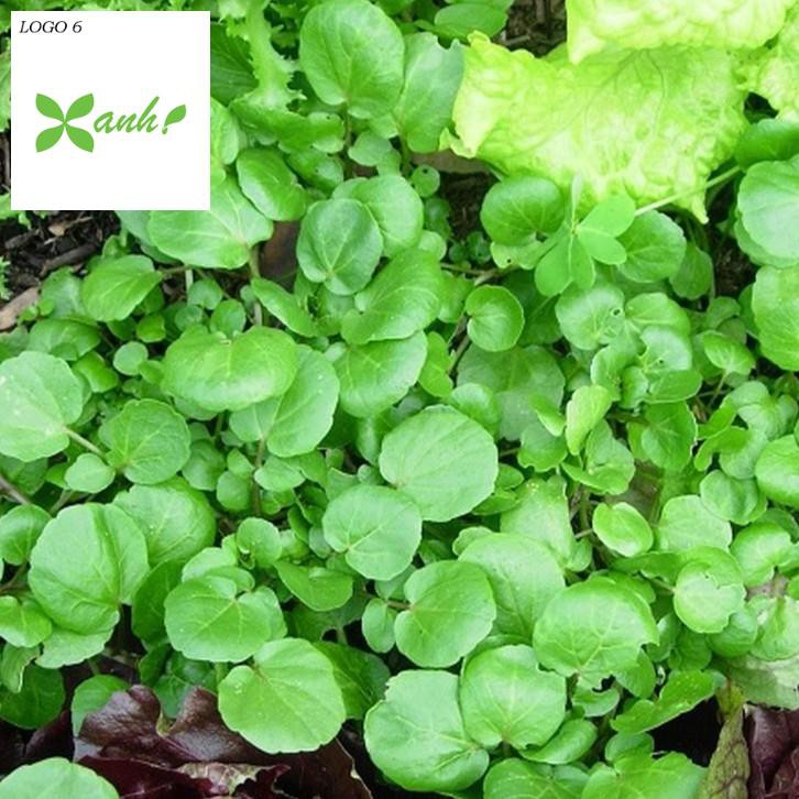 Giống Xà lách xoong Mỹ