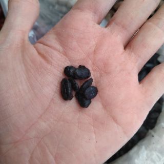 Hạt tàu xì 100g