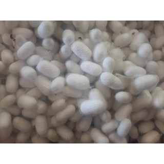 Chiết xuất kén tắm Greenlab - 50g / 100g - Nguyên liệu mỹ phẩm