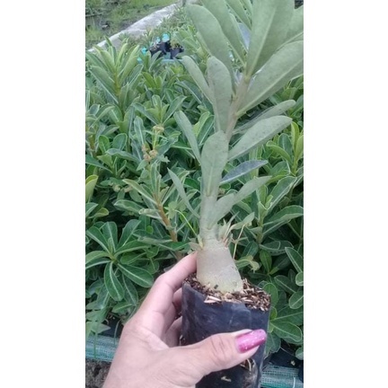 Cây giống sứ thái - THẾ GIỚI HOA CÂY CẢNH - .