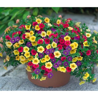 [Chỉ 6K] Gói 20 Hạt giống Hoa Triệu Chuông nhập khẩu