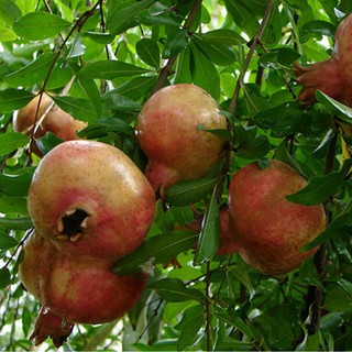 Hạt giống lựu lùn đỏ Ấn Độ - Năng suất cao