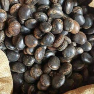 COMBO 10 HẠT ĐẬU LÀO ( HẠT HÚT ĐỘC )