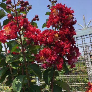 Cây 🌲 Tường Vi... đỏ đậm... lá xanh
