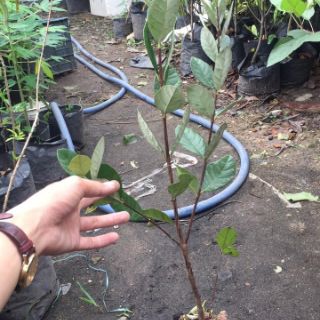 Cây ổi dứa cao 60cm