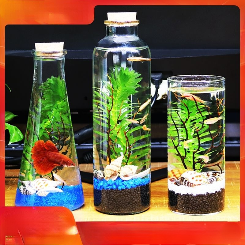 Douyu hộp đựng hoa thủy tinh khoa học sống bể Betta không cần chăm sóc bể cá chậu thủy canh thủy tin