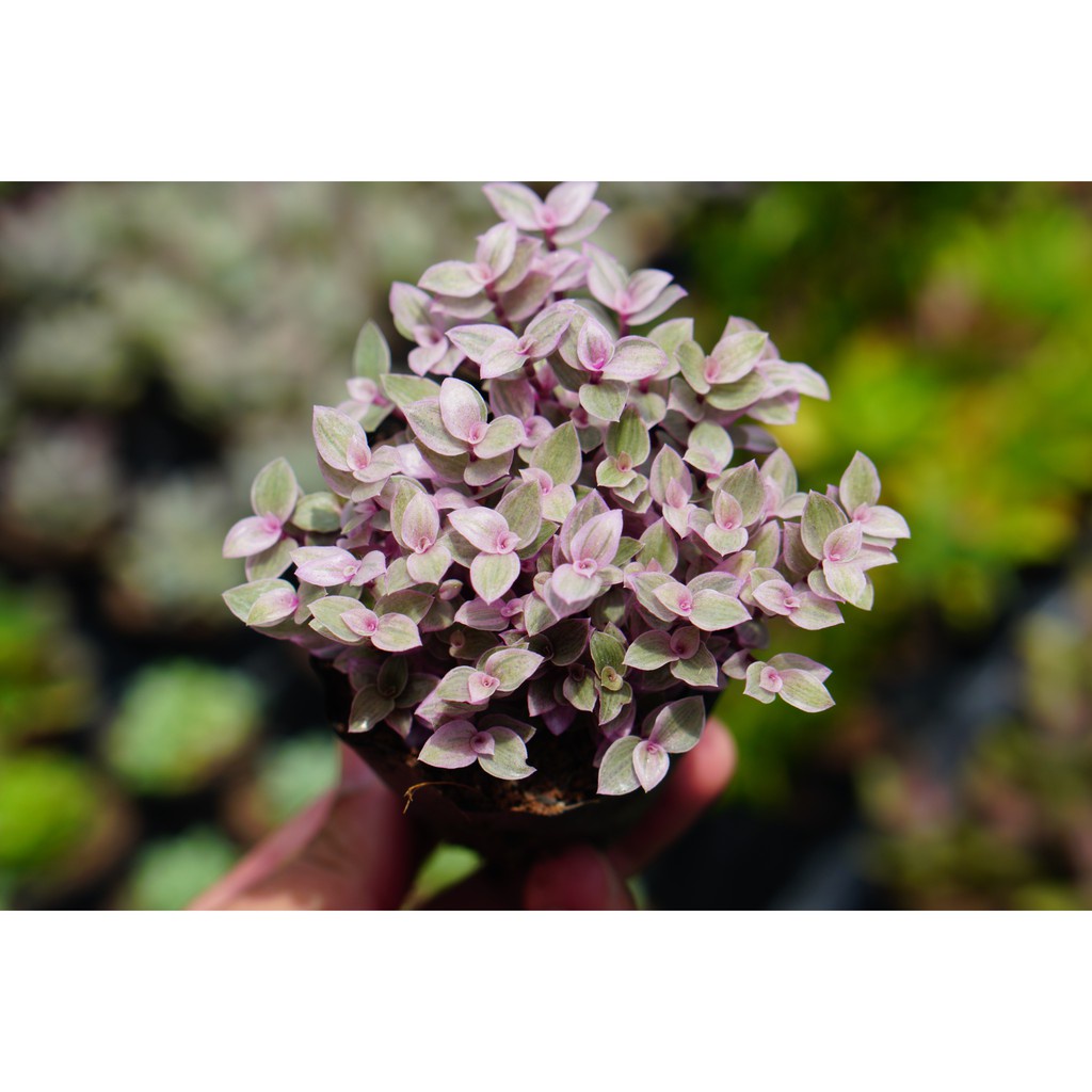 Sen Đá Sedum Pinklady GLASS GARDEN bầu nhỏ 7cm, Dễ trồng, Lỗi 1 đổi 1