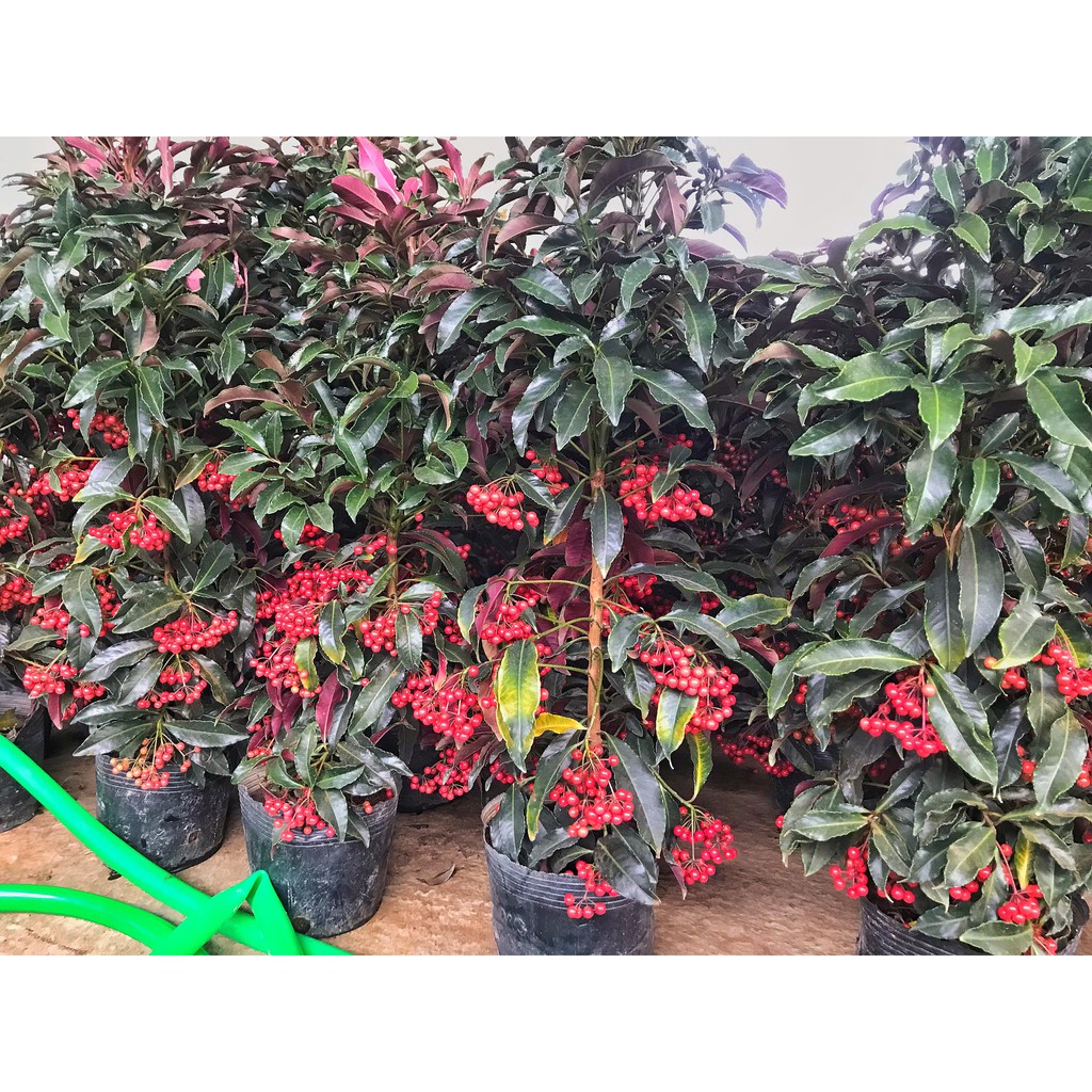 Cây kim ngân lượng cao 60cm GIÁ GỐC TẠI VƯỜN quả đỏ sai bền đẹp sức sống cực mãnh liệt, thích hợp trang trí sân vườn