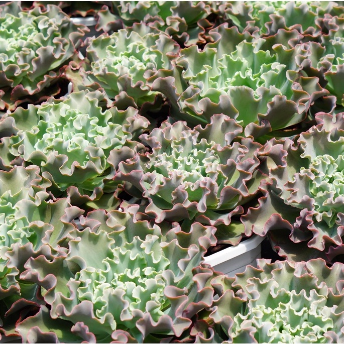 Sen Đá Bắp Cải siêu to khổng lồ 22cm GLASS GARDEN, Bao khỏe, đẹp, dễ trồng, Hàng Đà Lạt thuần khí hậu, Lỗi 1 đổi 1