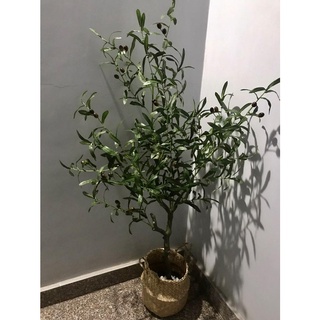 Combo Cây oliu 1m3 kèm chậu cói