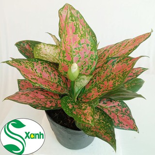 Cây Vạn Lộc 3 - 4 cây - Cây Phong Thủy