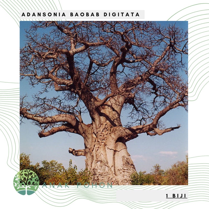 Hạt giống Baobab Digitata Cây có nguồn gốc từ Madagascar Châu Phi Hạt giống cây - NHẬP KHẨU 5h