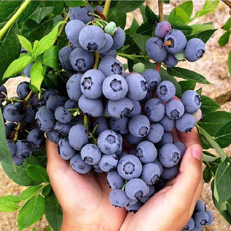 Hạt Giống Việt Quất / BlueBerry (20H) - [MUA 3 TẶNG 1 CÙNG LOẠI] - Ngọt, Dinh Dưỡng