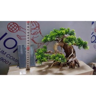 🌲 Cây Lũa Bonsai Thủy Sinh [Gỗ Lũa Thật Gắn Lá Nhựa]