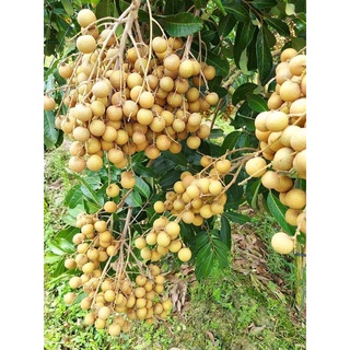 Cây giống Nhãn Không Hạt Thái Lan (12 tháng cho trái)