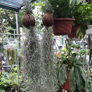 Cây không khí dứa treo 130k