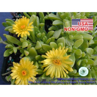 5h Hạt Giống Sen Đá Phiên Hạnh Gold (Delosperma)