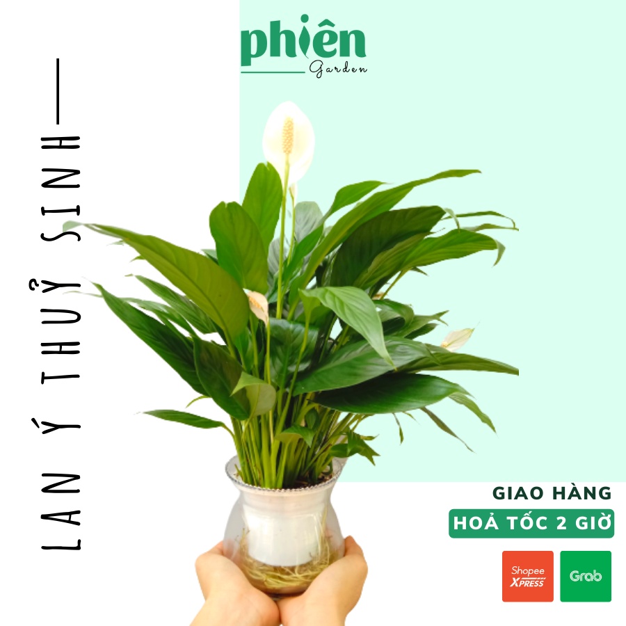 Cây Lan Ý thủy sinh để bàn chậu thủy tinh