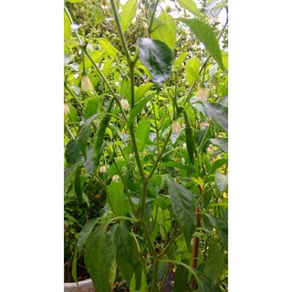 HẠT GIỐNG CÁC LOẠI ỚT - 1 Gói