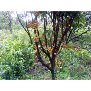 Cây giống bòn bon thái